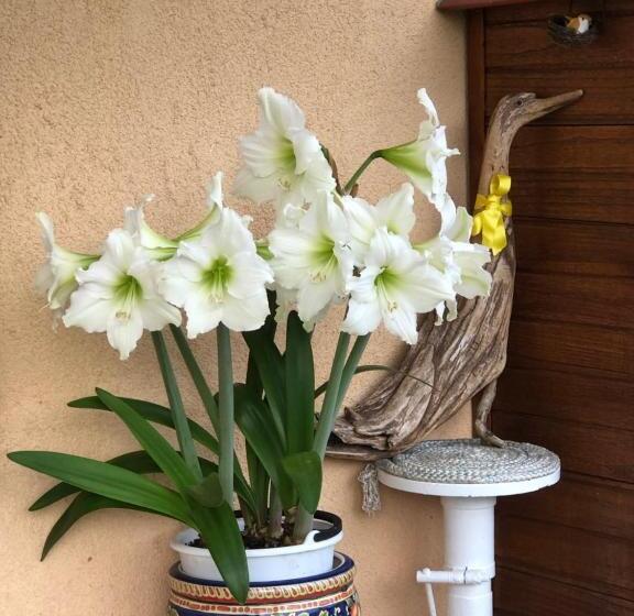 Bed and Breakfast Sensory Garden