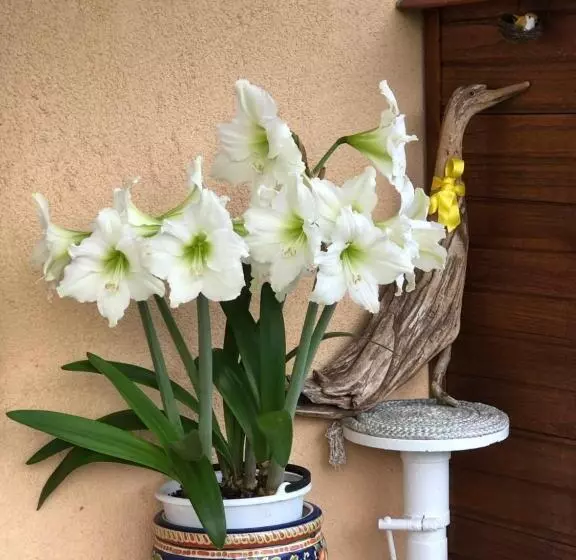 Aamiaismajoitus (B&B) Sensory Garden