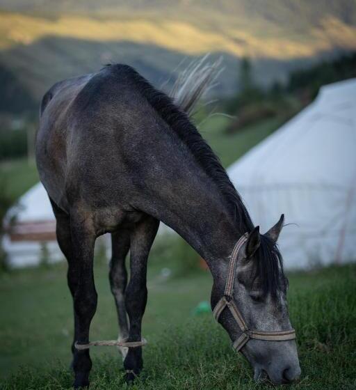 استراحتگاه Karakol Yurt Village