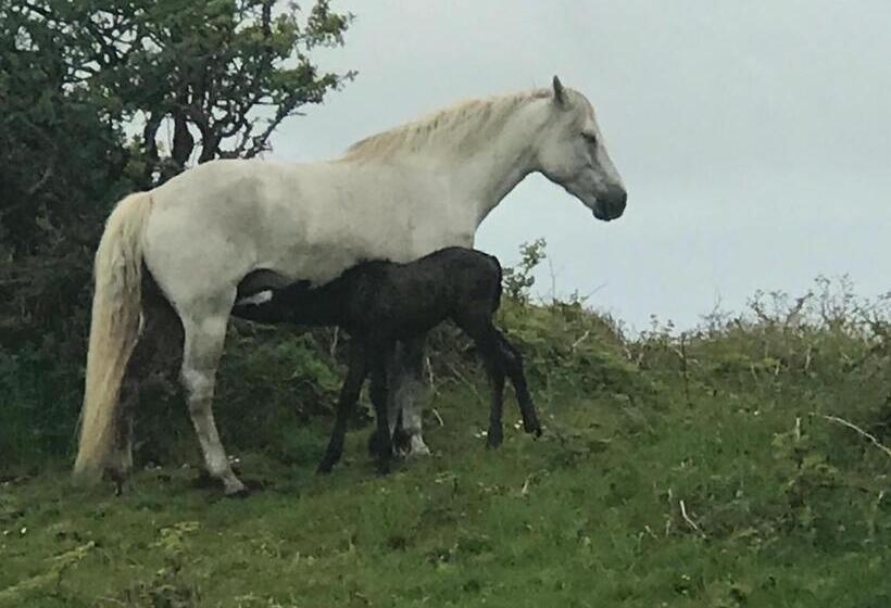 بنسيون Faul House