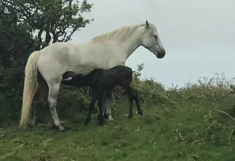 ペンション Faul House