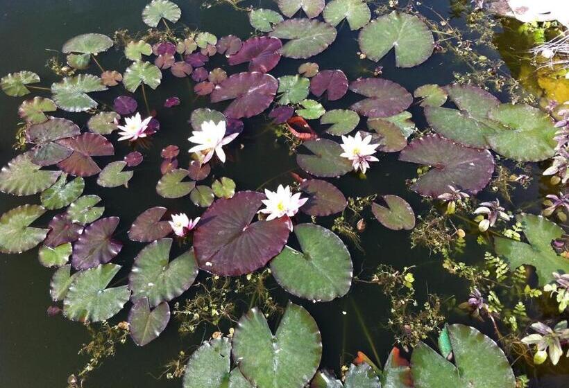 بنسيون Penzión One