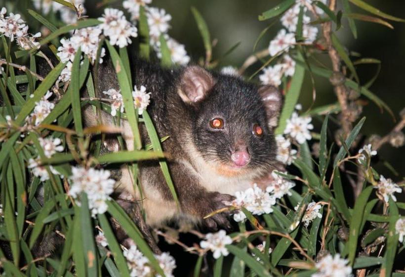 Albany S Big Grove Bed & Breakfast