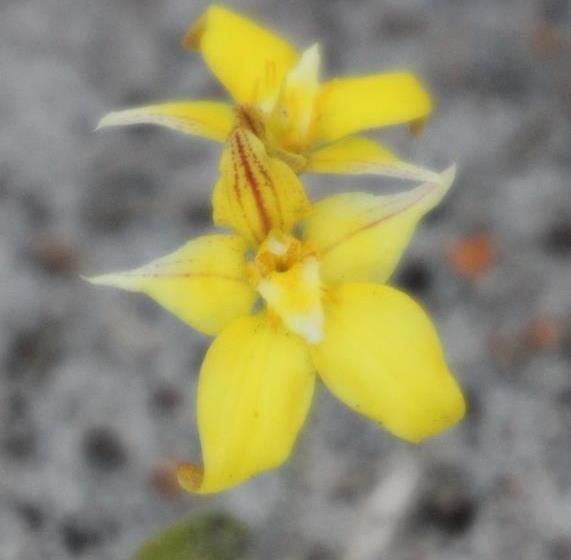 Albany S Big Grove Bed & Breakfast