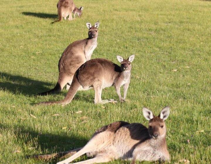 Albany S Big Grove Bed & Breakfast