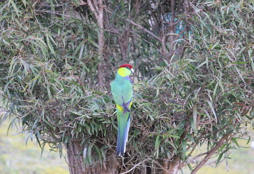 Albany S Big Grove Bed & Breakfast