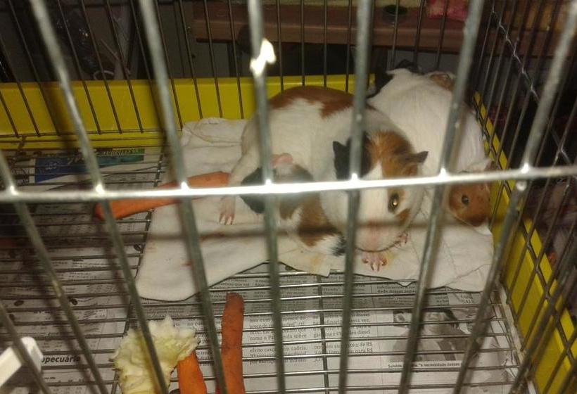 فندق Pousada O Recanto