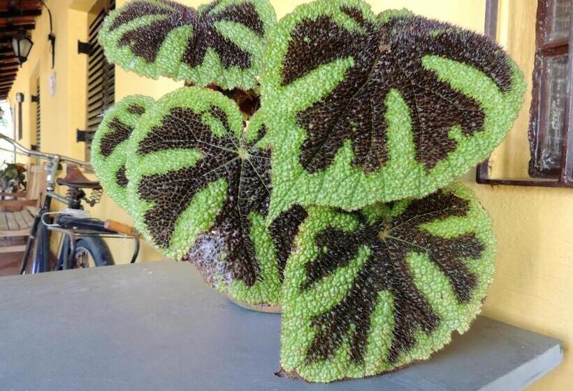 Общежитие Guappo Socorro