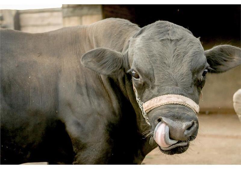 Hotel Carpe Diem Eco Resort Olímpia