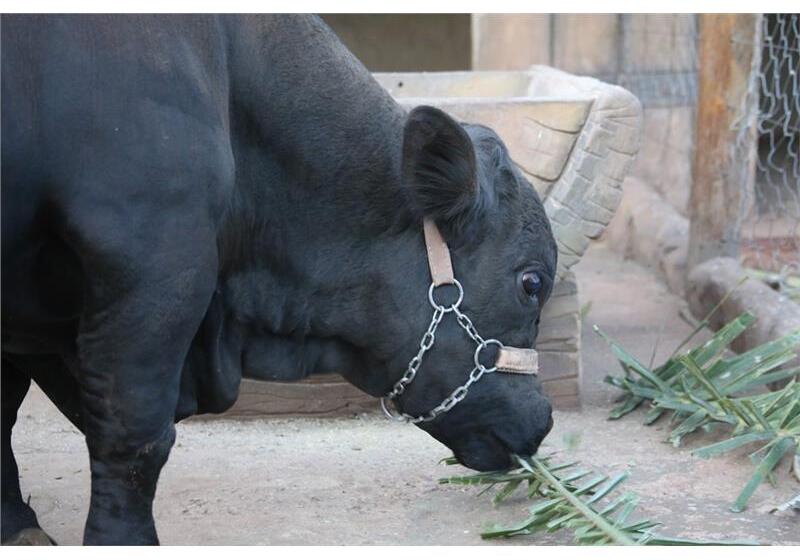 Hotel Carpe Diem Eco Resort Olímpia