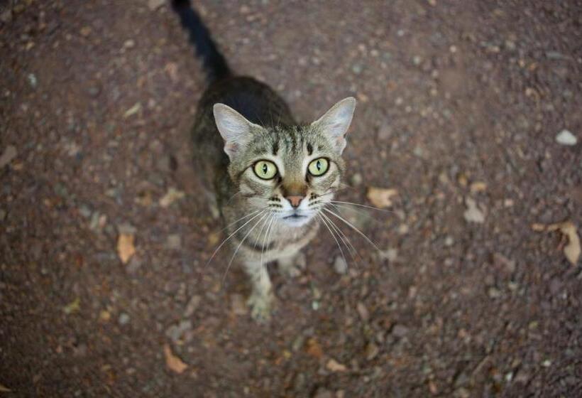 تختخواب و صبحانه Ekinoks Hotel Adults Only