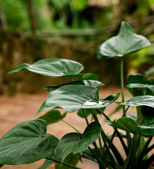 ホテル Tw Guaimbe Exclusive Suites