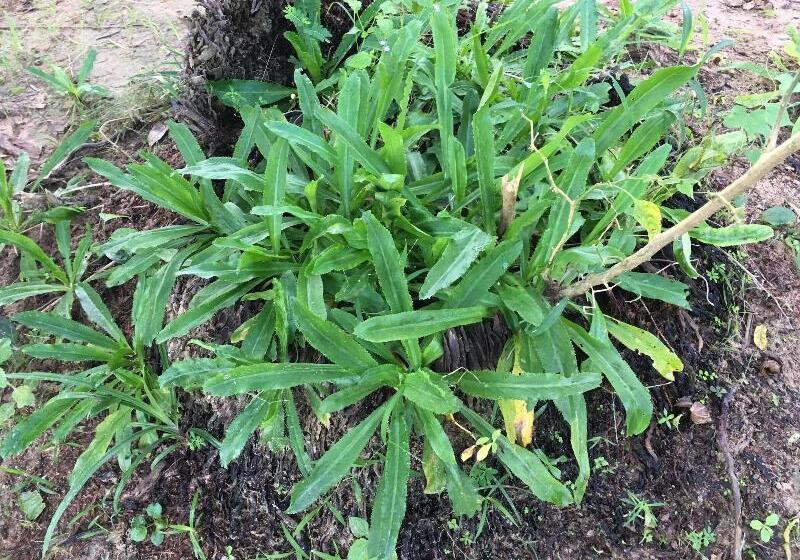 بنسيون Baan Patcharintorn Samui