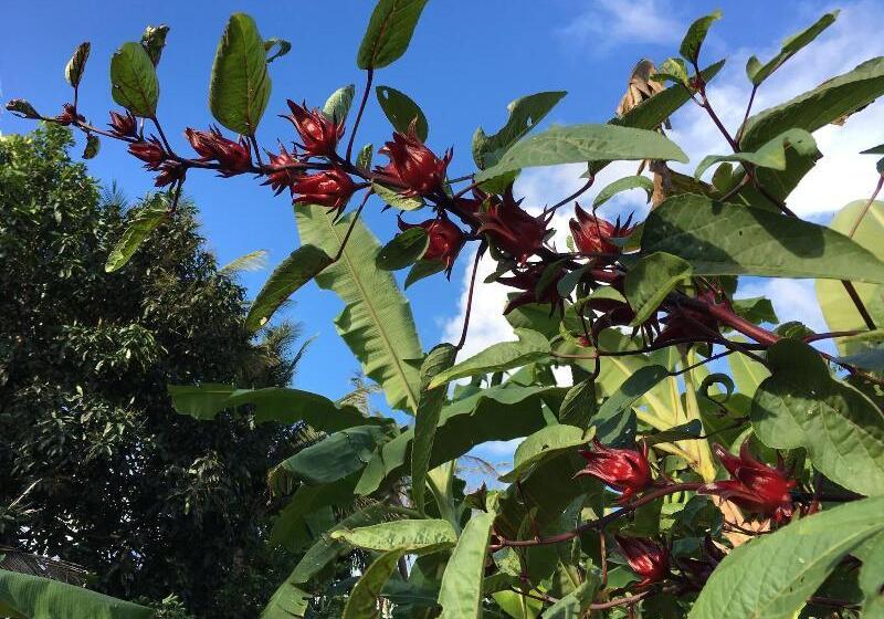 بنسيون Baan Patcharintorn Samui
