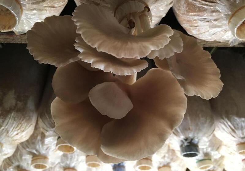 بنسيون Baan Patcharintorn Samui