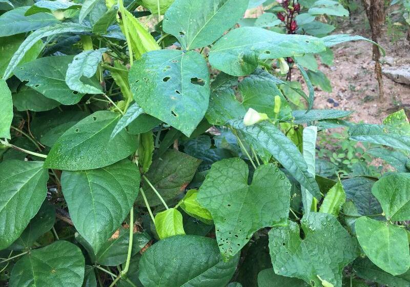 بنسيون Baan Patcharintorn Samui