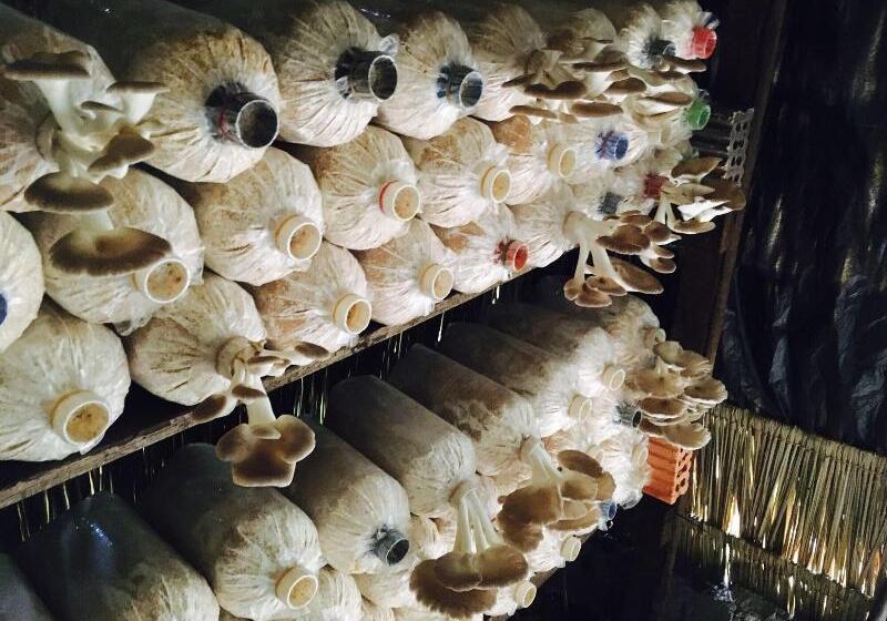 بنسيون Baan Patcharintorn Samui