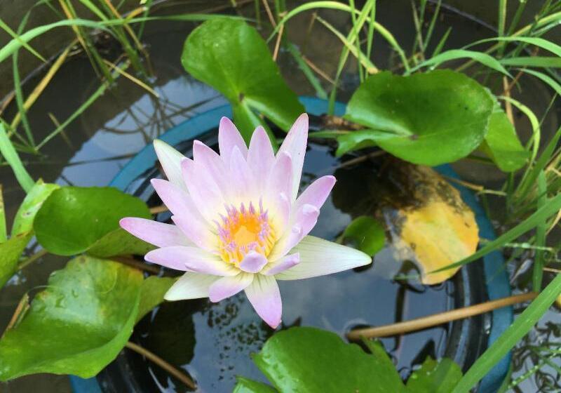 بنسيون Baan Patcharintorn Samui