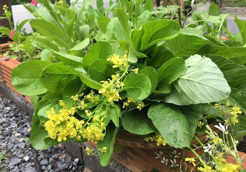 بنسيون Baan Patcharintorn Samui