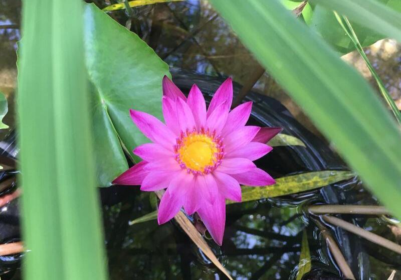 بنسيون Baan Patcharintorn Samui