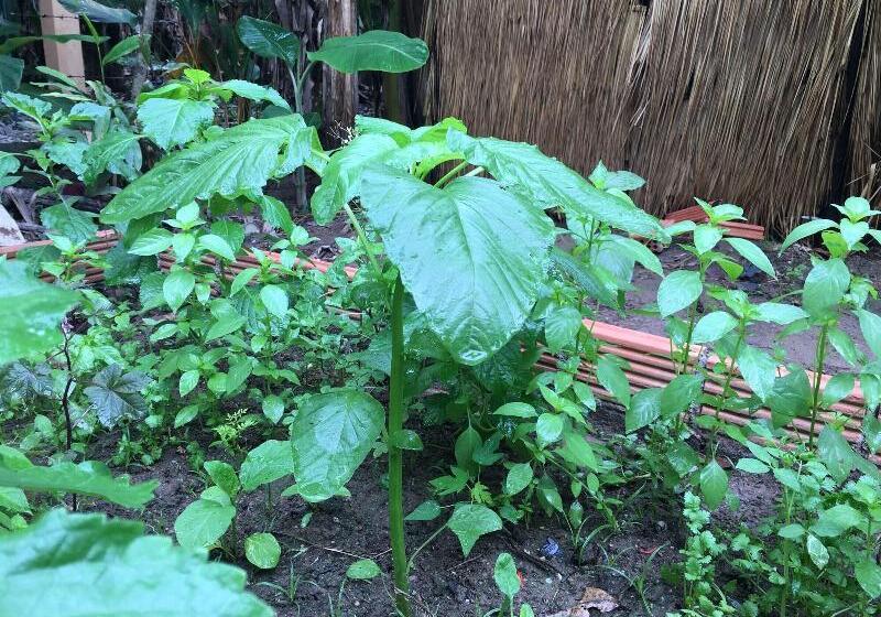 بنسيون Baan Patcharintorn Samui