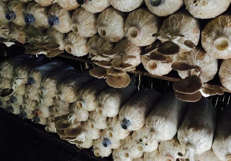 بنسيون Baan Patcharintorn Samui