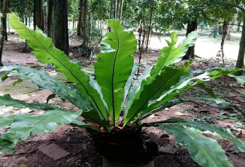 Sab Ananta Resort