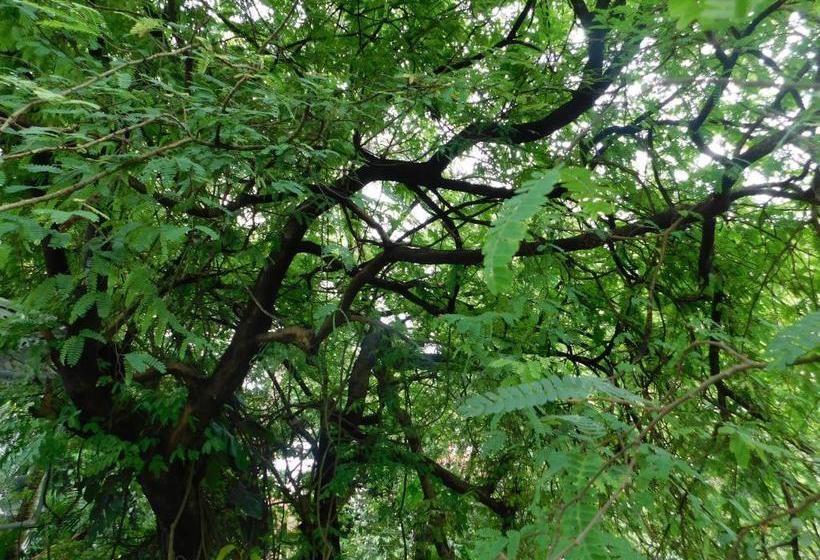 בית מלון כפרי Green Woods Bethlehem