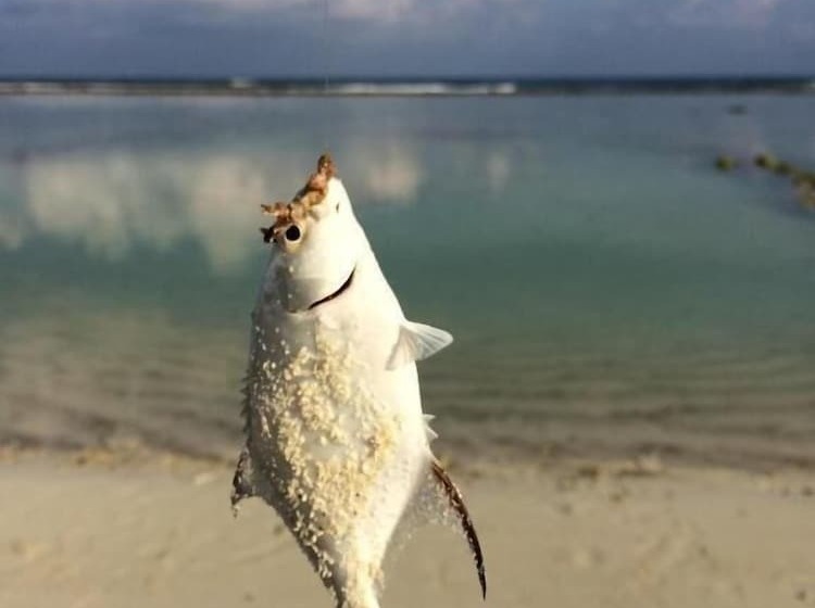 هتل Pine Lodge Maldives