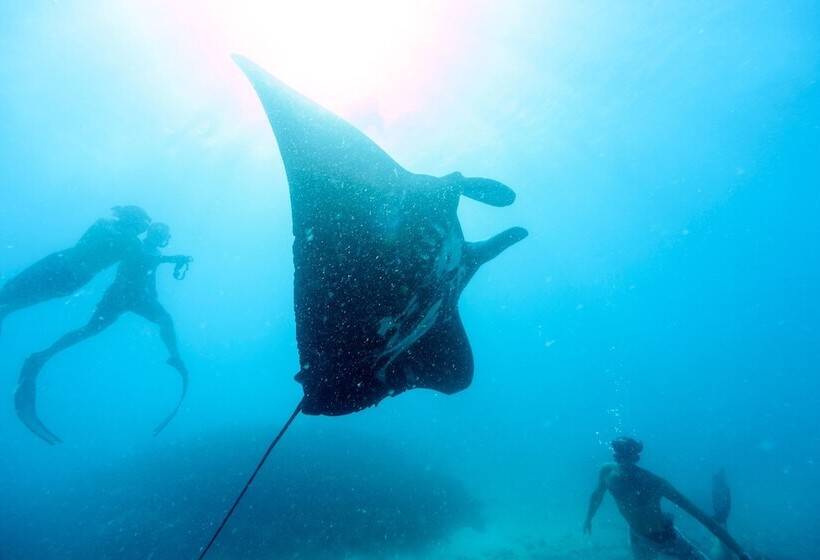 בית מלון כפרי Mantaray Island Resort