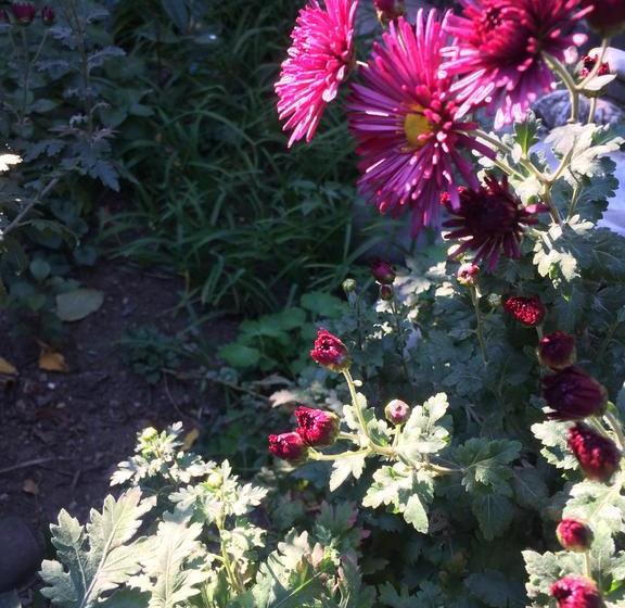 هاستل Alex's Cosy Guesthouse