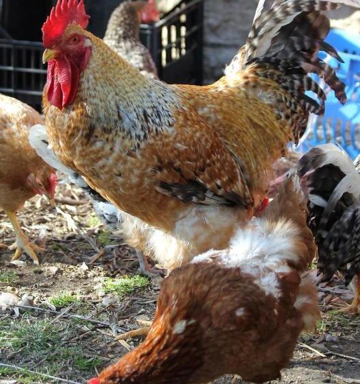 호텔 L Oasi Del Rossese