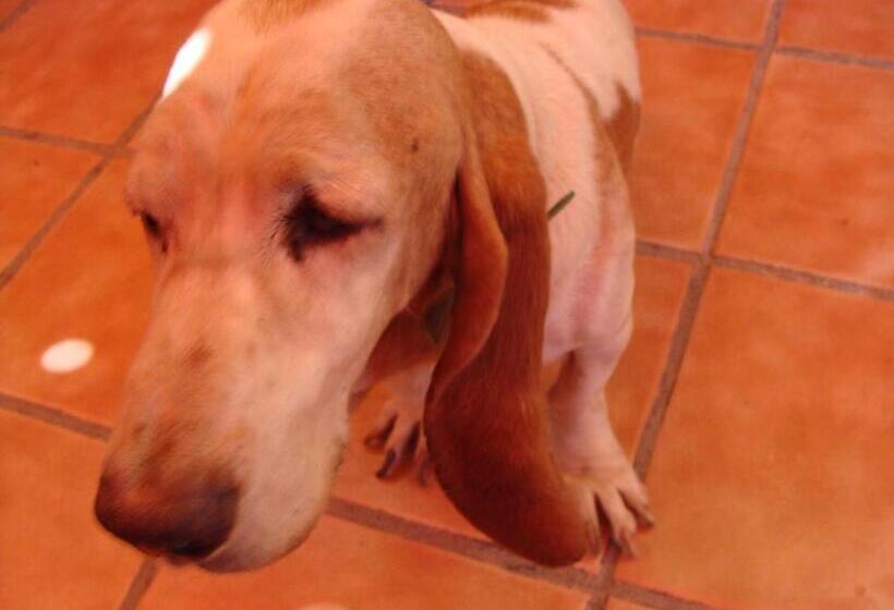 ユースホステル Intiaconcagua Habitaciones Familiares