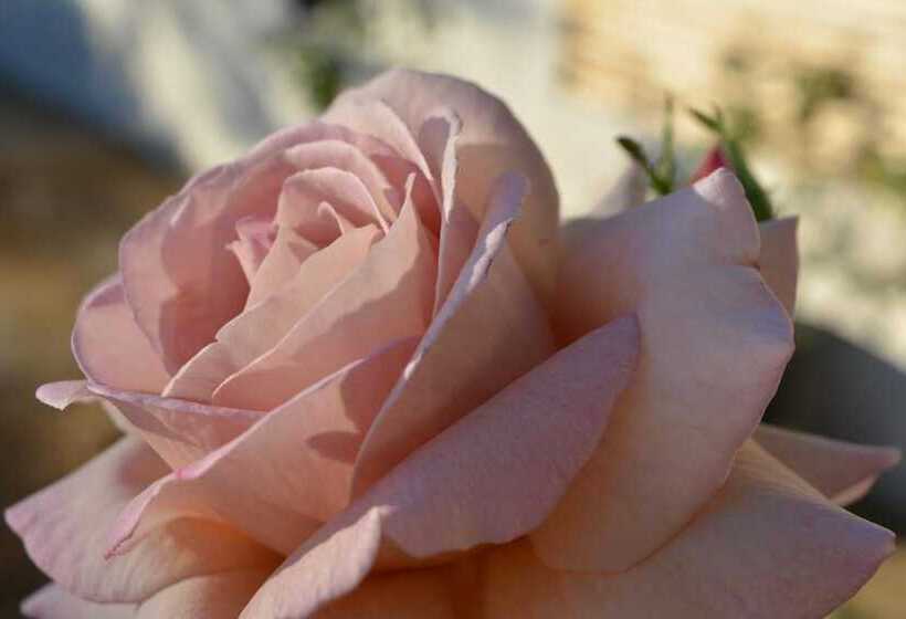 مبيت وإفطار Travellers Rest