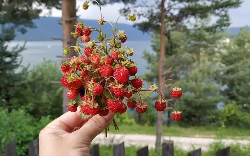 Majatalo къща за гости сиана