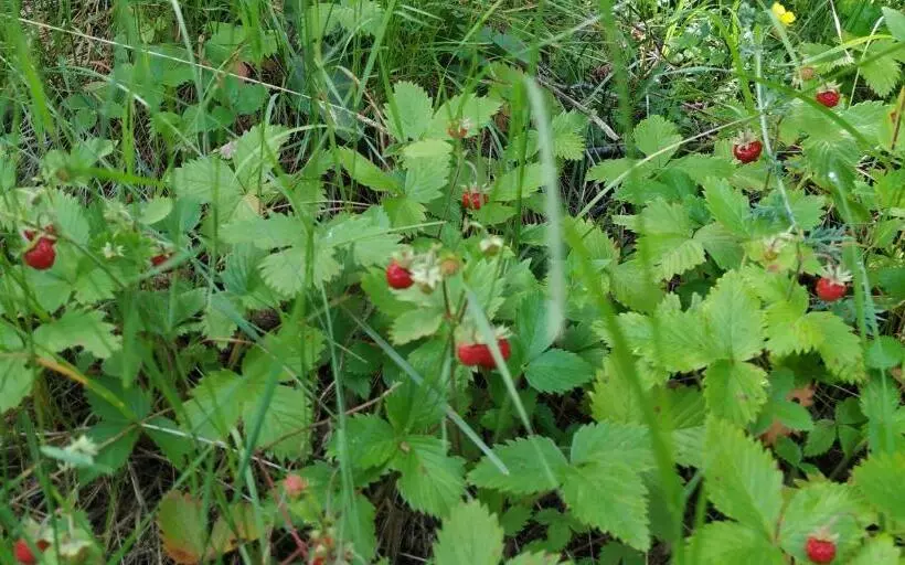 Majatalo къща за гости сиана