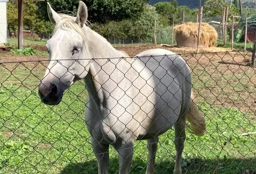 ペンション Casale Riorso