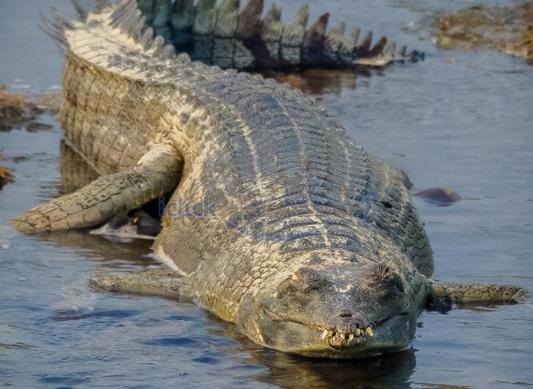 استراحتگاه Siddhartha Vilasa Banbas, Chitwan