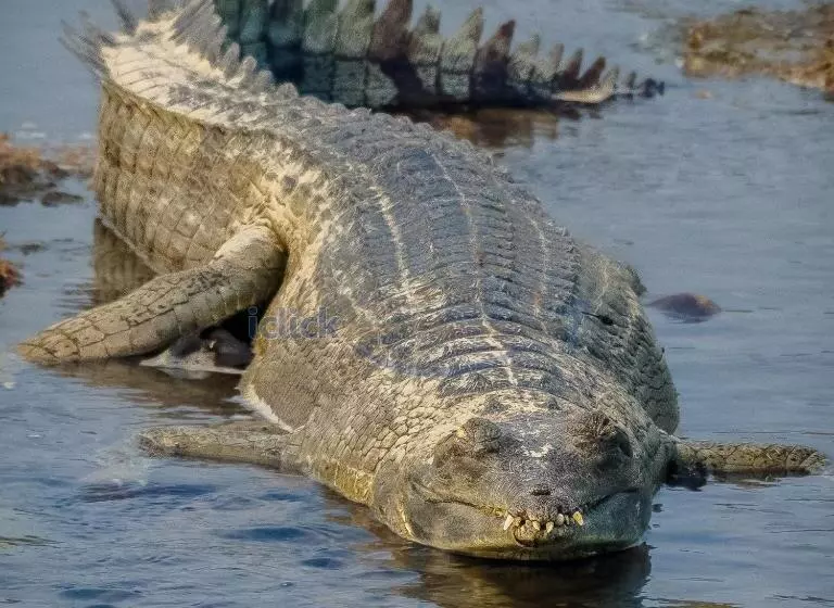 استراحتگاه Siddhartha Vilasa Banbas, Chitwan