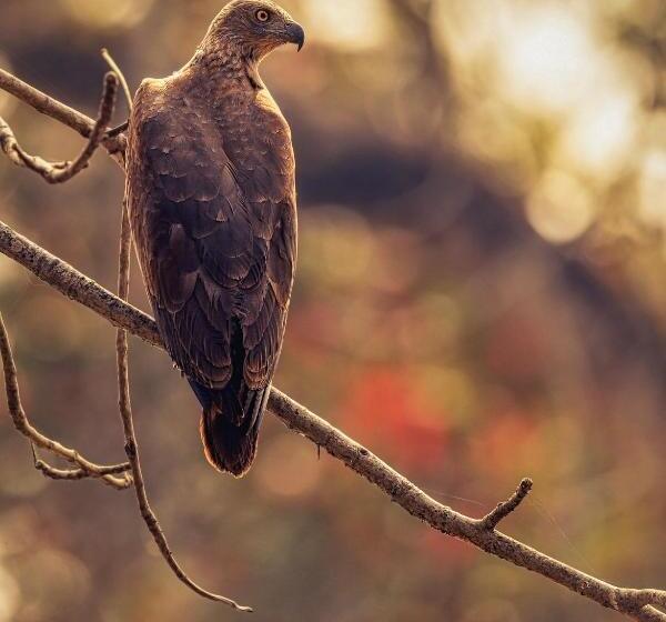 استراحتگاه Siddhartha Vilasa Banbas, Chitwan