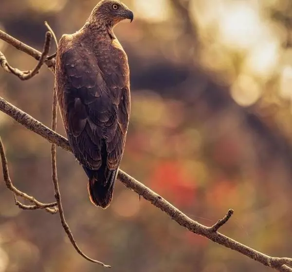 استراحتگاه Siddhartha Vilasa Banbas, Chitwan