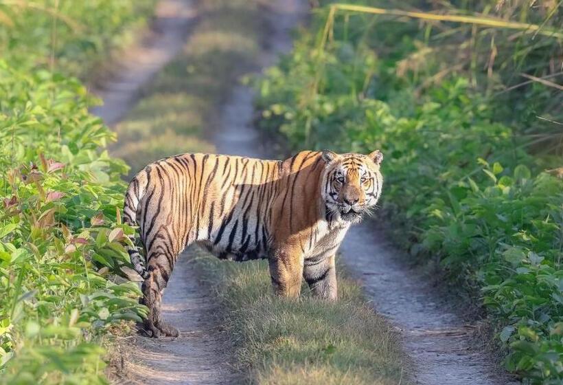 استراحتگاه Siddhartha Vilasa Banbas, Chitwan