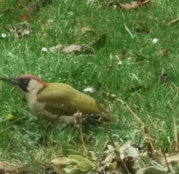 Scrab&ble Ecologische Gastenkamers