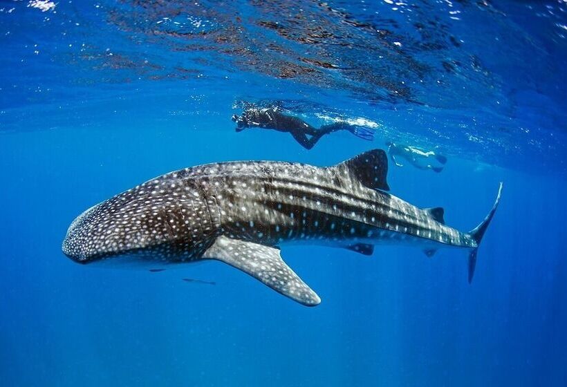 הוסטל Mozambeat Motel