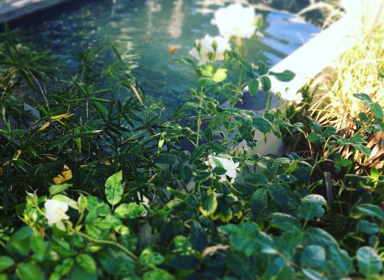 פנסיון De Companjie