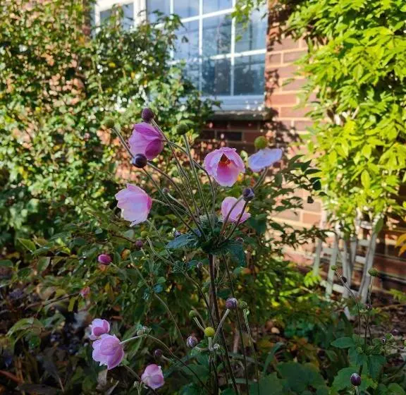 Aamiaismajoitus (B&B) Bracken Lodge
