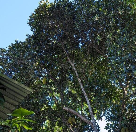 Пансион Agus Family Homestay