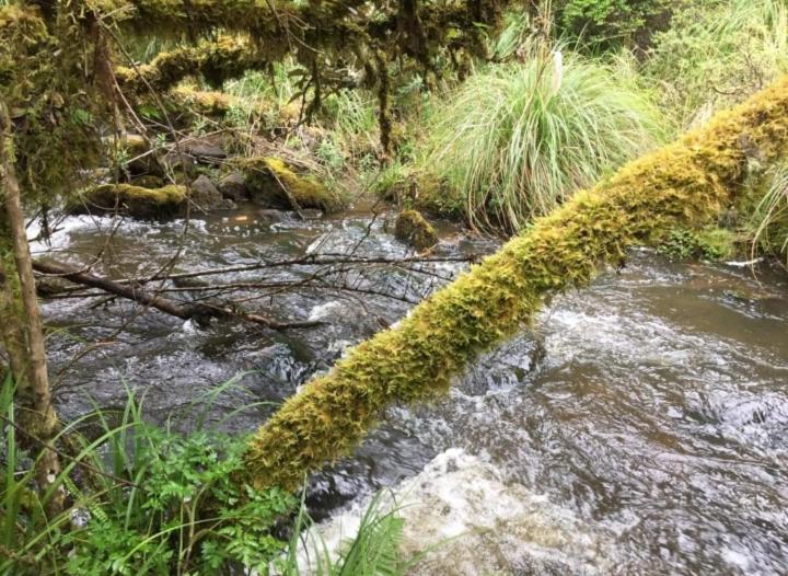 פנסיון El Andarin Home Stay