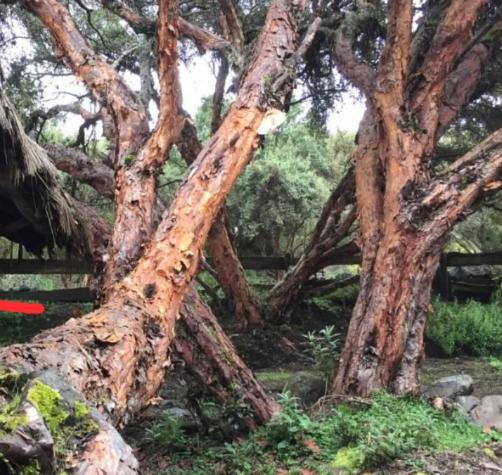 פנסיון El Andarin Home Stay