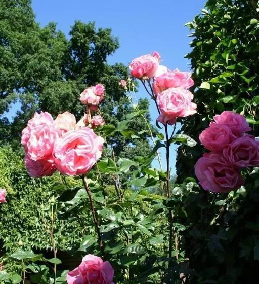 ホテル Ferienwohnungen Bauernhof Beckmann